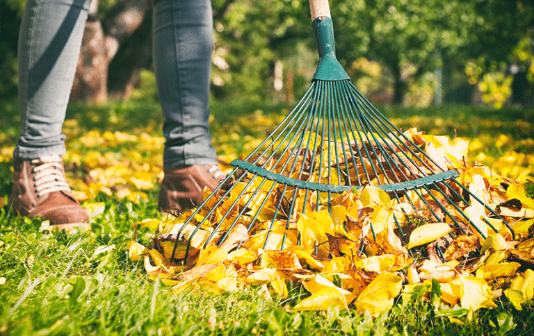 Autumn garden tips