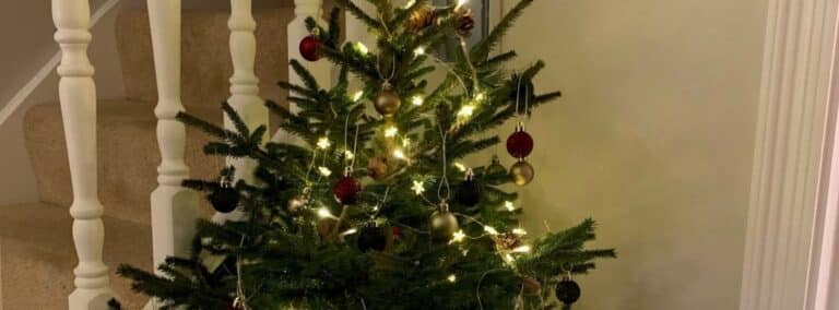 Where to get real Christmas trees in Gloucestershire