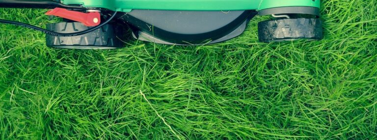 Expert Tips for Lawn Care After Winter