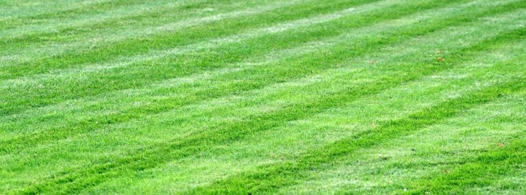 How To Care For Your Lawn During A Heatwave