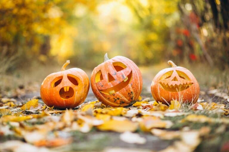 Pumpkin picking for Halloween this October