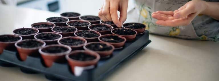 Our Favourite Vegetable Crops to Sow in March