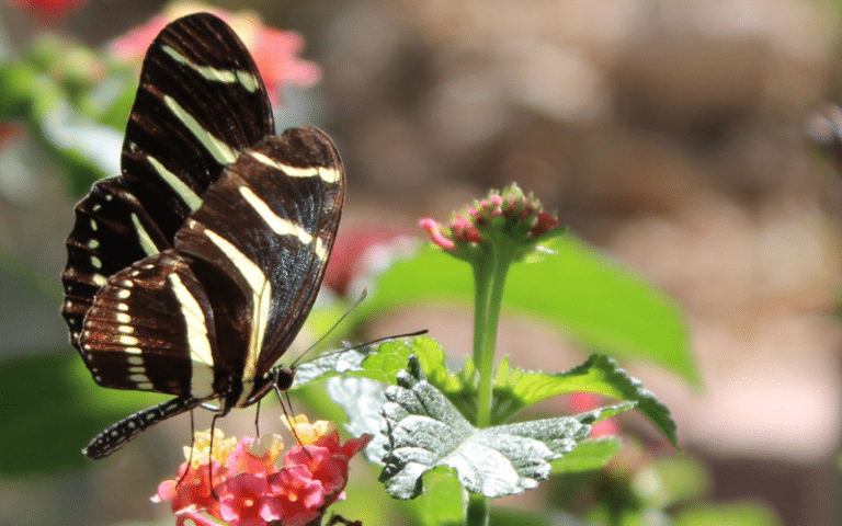 Our Top Garden Trends of 2025